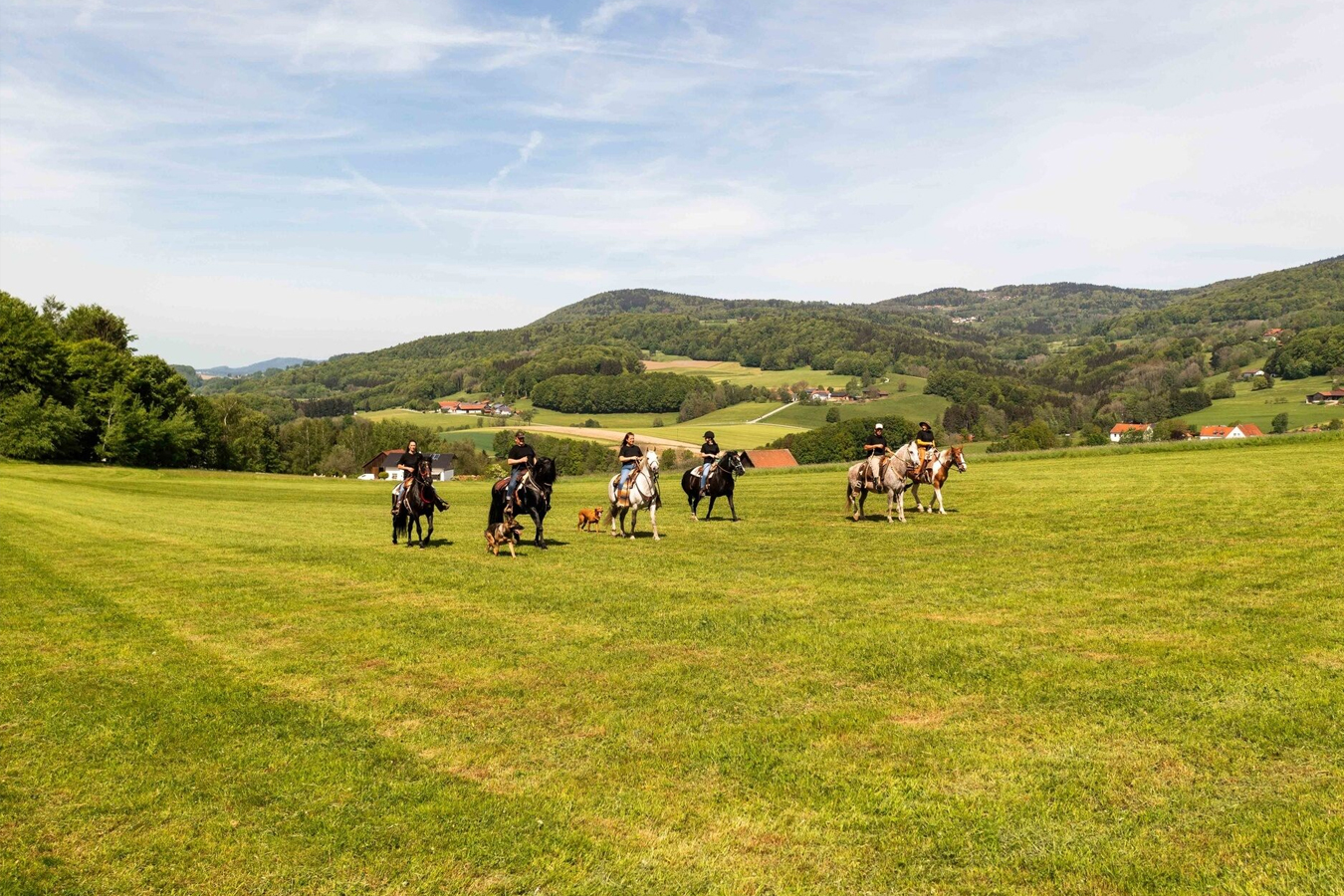 Wanderreitpferd mieten Bayerischer Wald. Entdecke die Flora & Fauna des Bayerwaldes auf dem größten zusammenhängenden Reitwegenetz Europas.