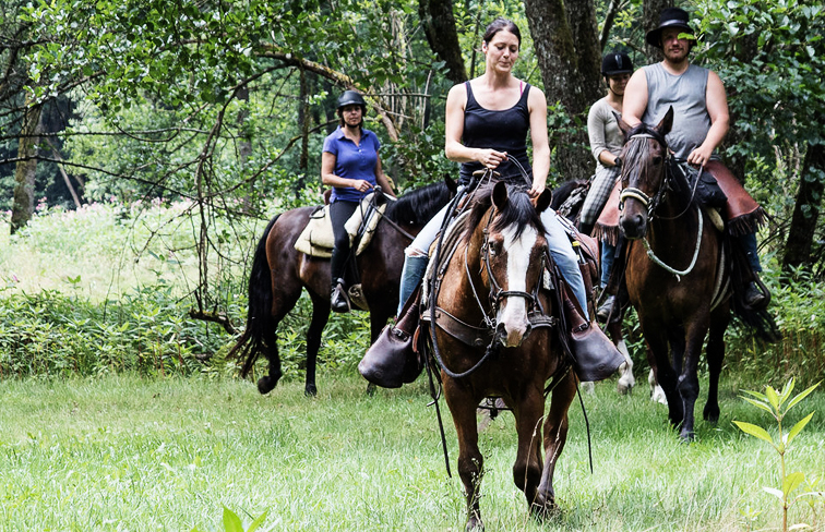 Schönste Reitwege vom Bayerwald bis zur Donau. Wanderreiten: Genieße die Freiheit zwischen den Gipfeln des Bayerwalds und dem glitzernden Donaulauf.