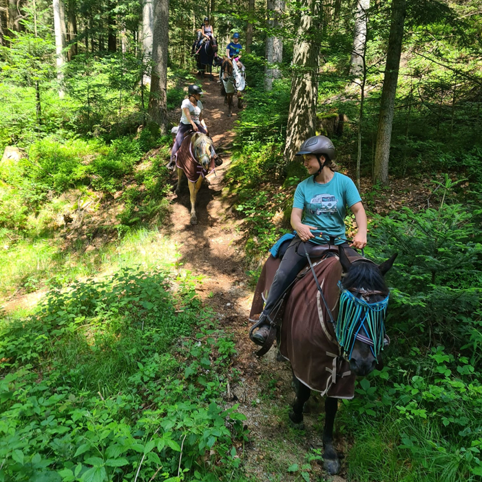 Wanderreiten extrem schön: Die Route vom Nationalpark Bayerwald bis zur Donau wird dich verzaubern.