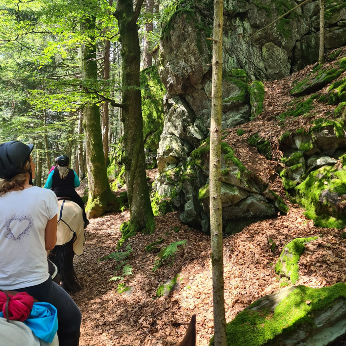 Erlebe Qualität beim Wanderreiten: Beste Infrastruktur vom Nationalpark Bayerwald bis zur Donau.